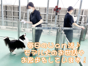 モデル犬たちのためのＷａｎ活♪